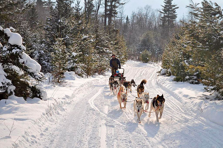 “Gee” and “Haw” on a 90-minute ride with Muddy Paw Sled Dog Kennel.