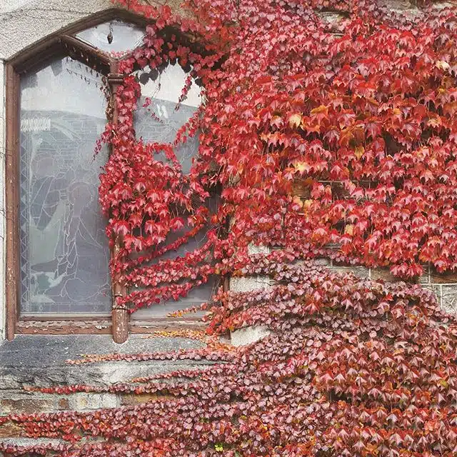 Ivy-covered church walls in Brattleboro, VT.