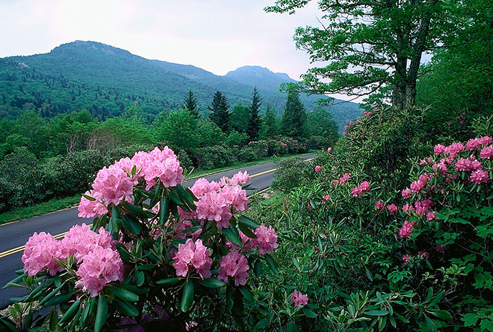 Blooming azaleas line North Carolina’s Blue Ridge Parkway. 