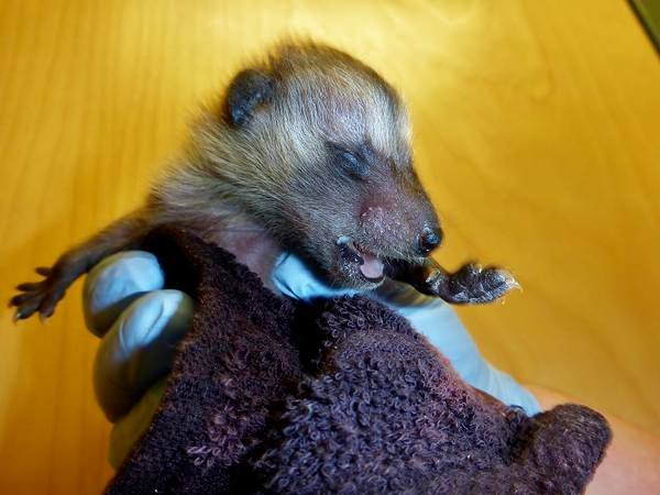 Baby Raccoon after feeding