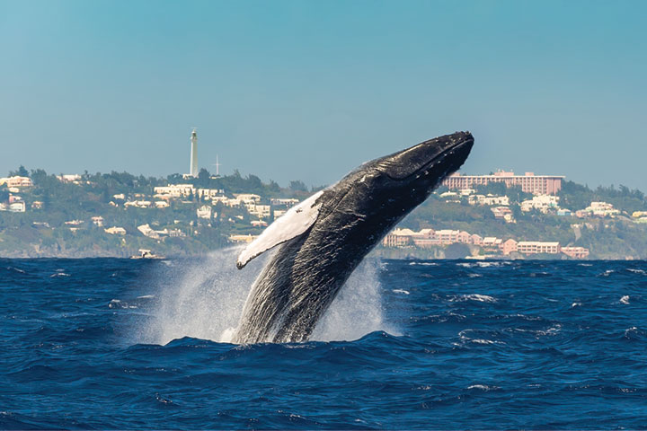 In early March whales pass through the Bermuda waters on their way north.