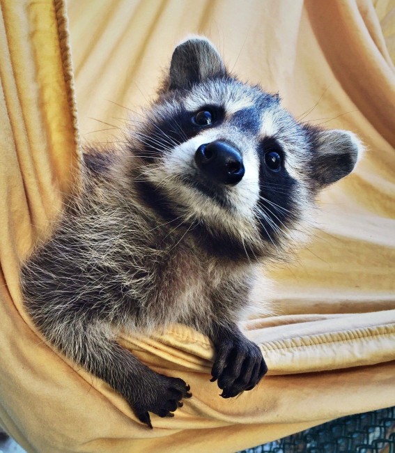 Raccoon in hammock