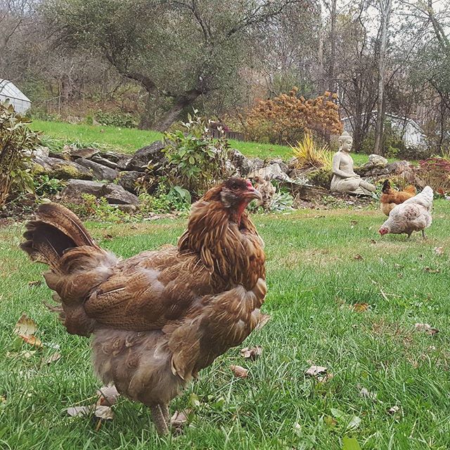 Araucana chickens in Hinesburg, VT.