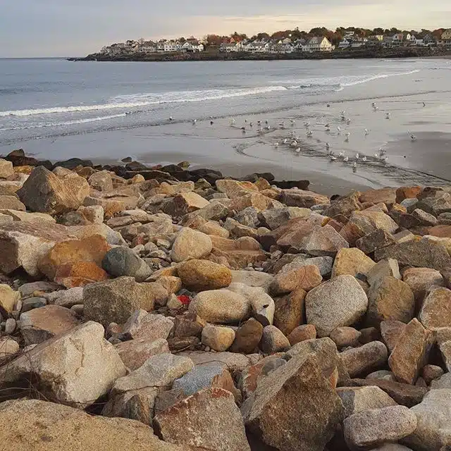 Keeping an eye on the seagulls in York, ME.