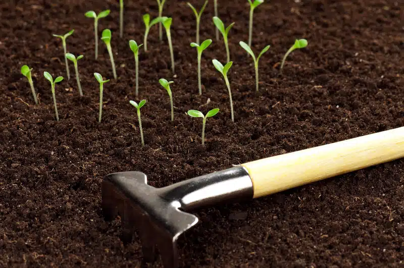 Seed Tape
