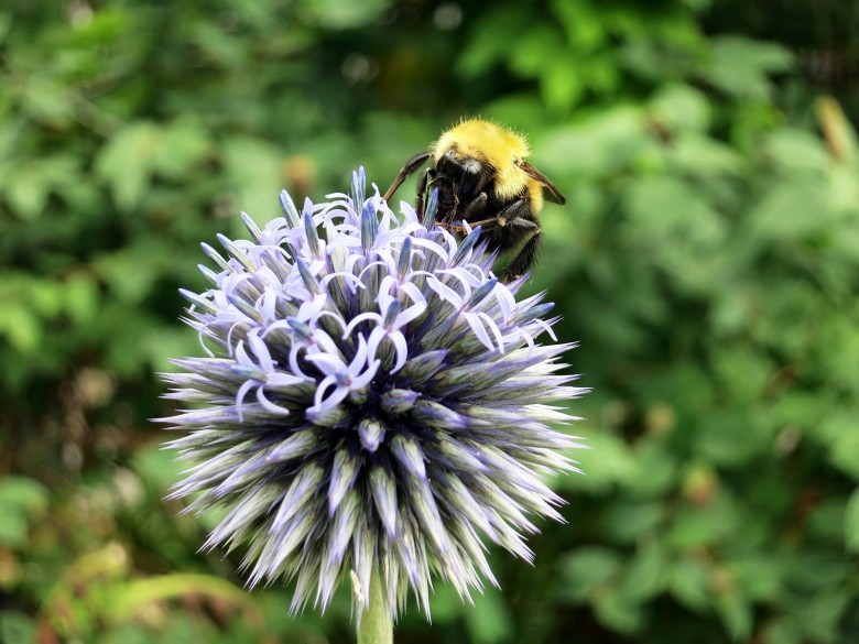 What's the Difference Between Bees and Wasps?