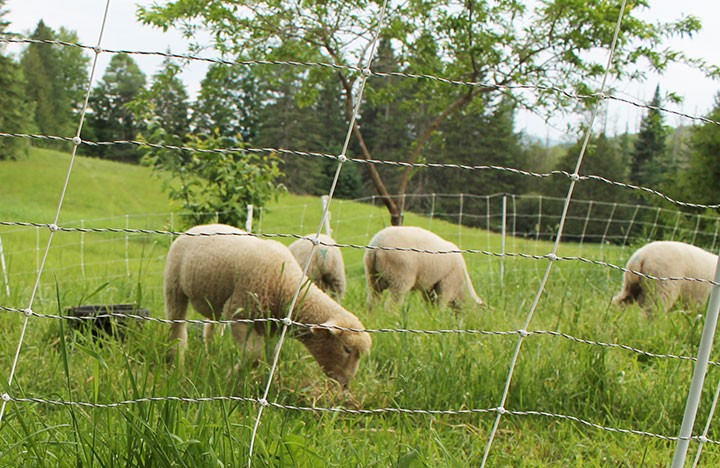 The author’s sheep, mowing down a section of field.