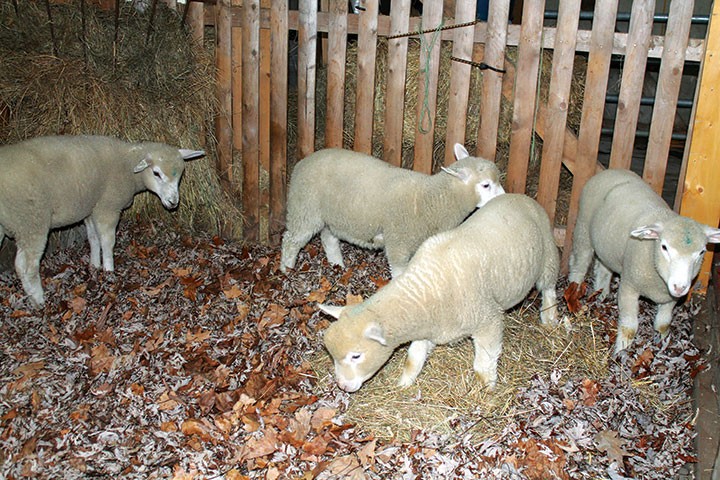 A set of the author’s lambs, taking stock of their new surroundings.