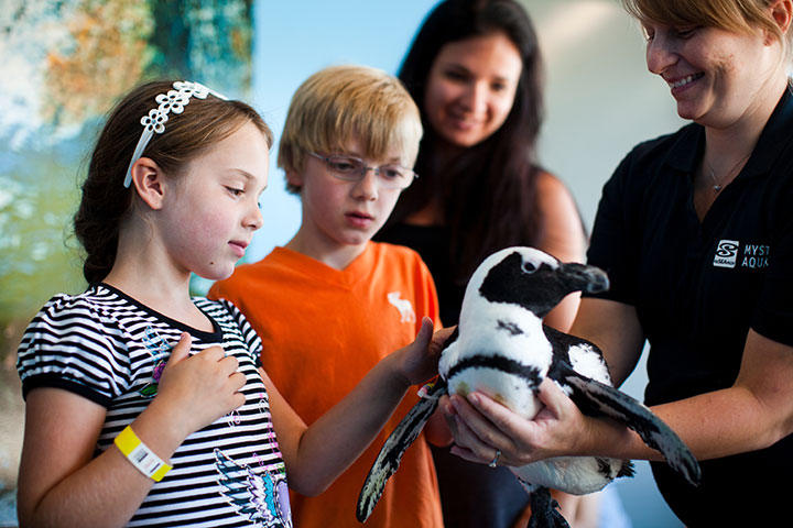 Beluga whales, sea lions, and of course adorable penguins are all part of the experience at the Mystic Aquarium.