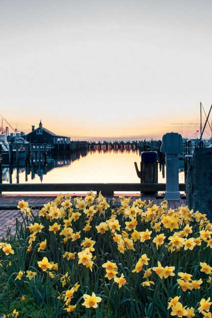 Blooms at daybreak along Nantucket Harbor. 