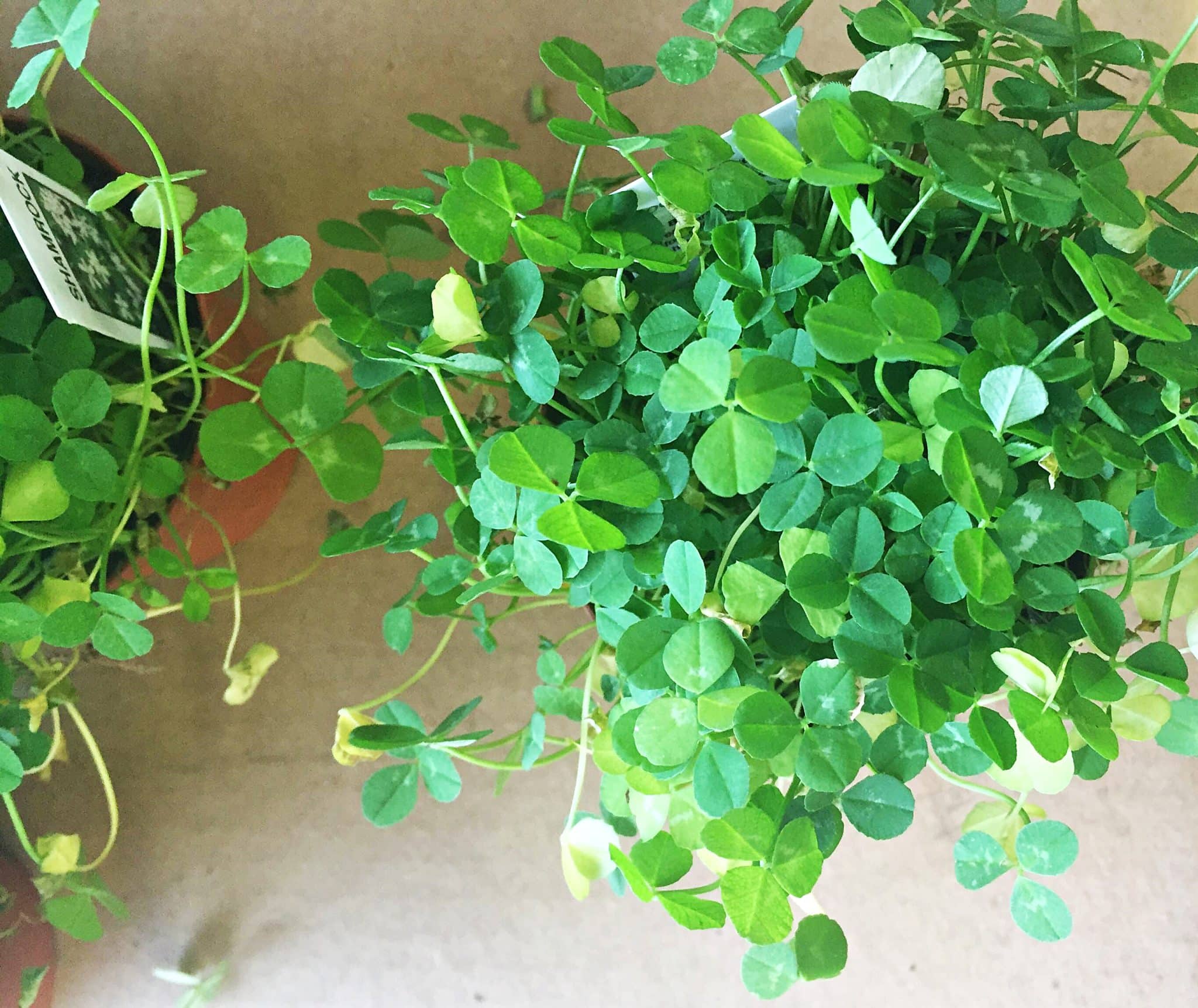 Shamrock Plant Care | Year-Round Tips - New England