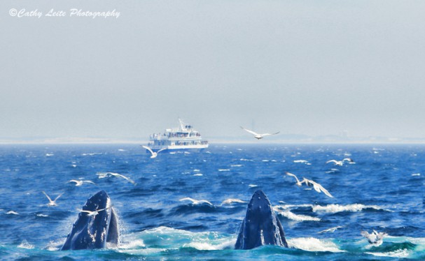 Whale Watching - New England Today
