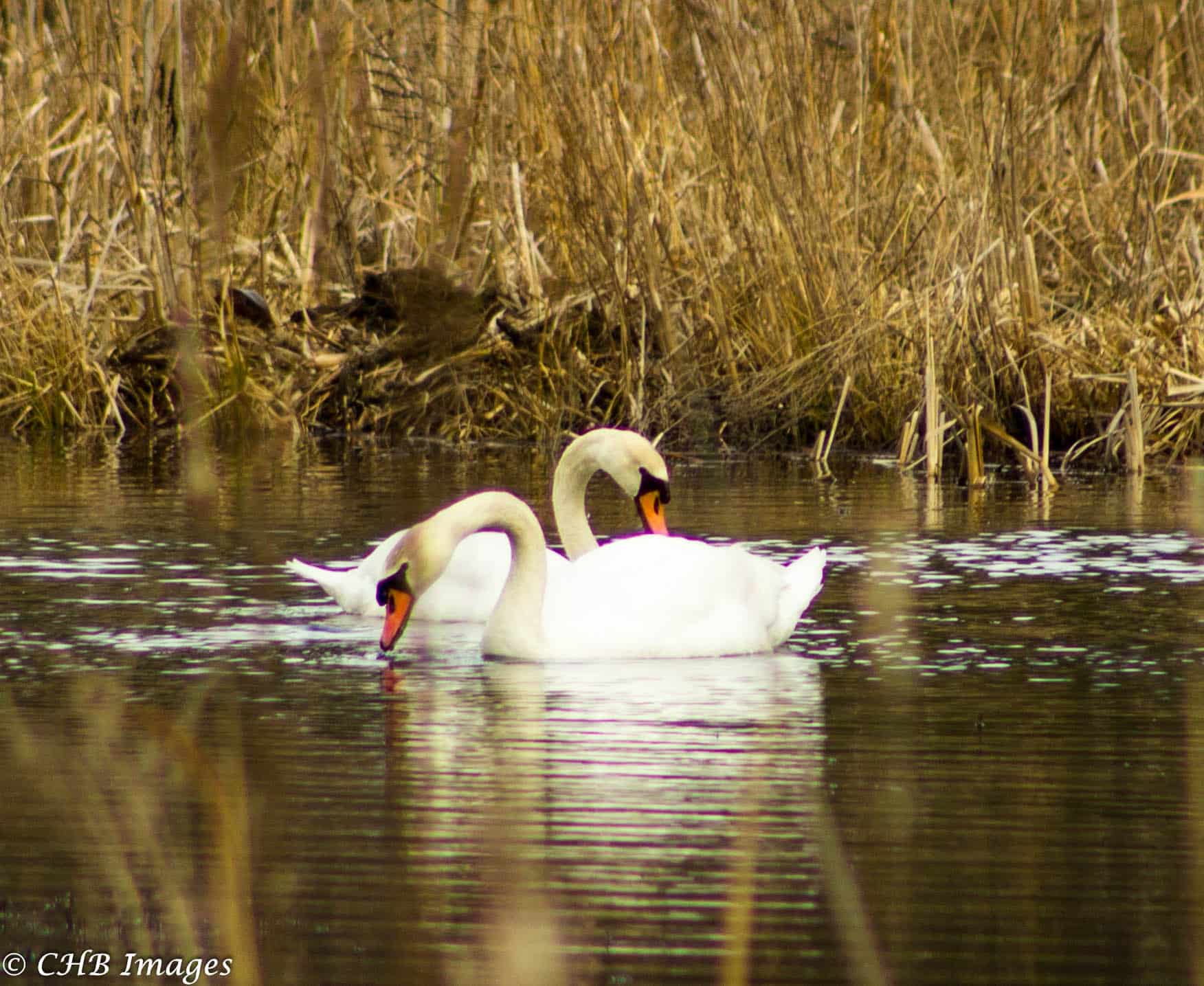 Nashua Swans | Love in April - New England