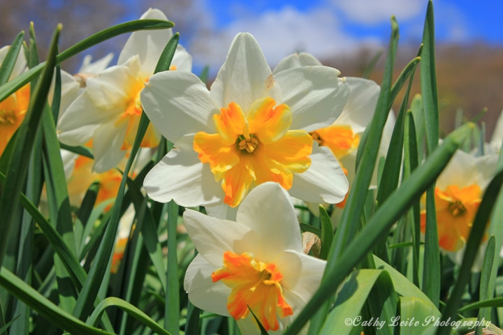 IMG_8539Ewasm-Spring-Daffodils