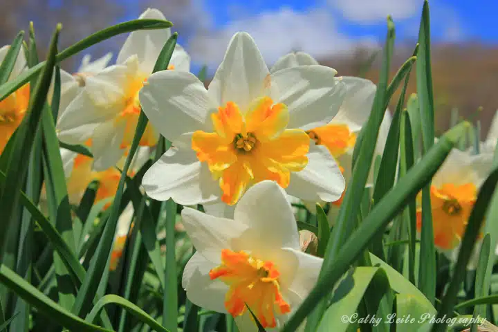 Close-up of white daffodils with yellow and orange centers among green leaves, set against a backdrop of a blue sky with white clouds.