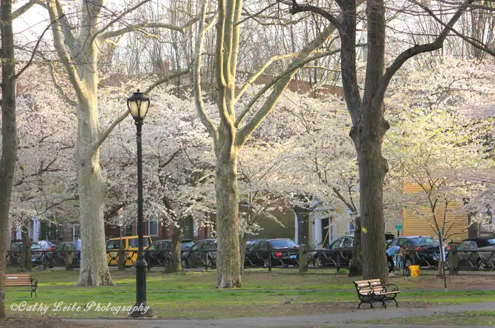 Park with parked cars and blooming trees, featuring lampposts and empty benches. Early spring setting with sunlight filtering through the trees.