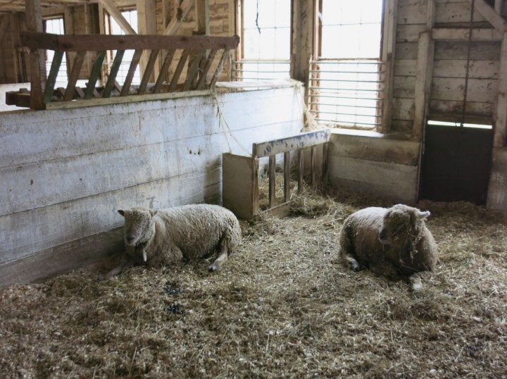 Best Sheep and Wool Festivals in New England