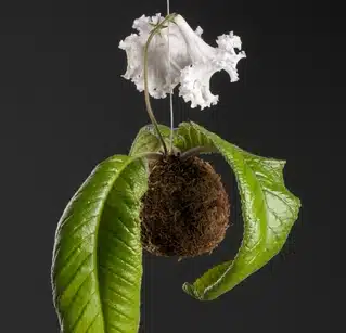 How to Make Hanging Moss Ball Planters