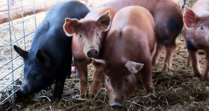 Four piglets, three brown and one black, standing close together on hay inside a pen.