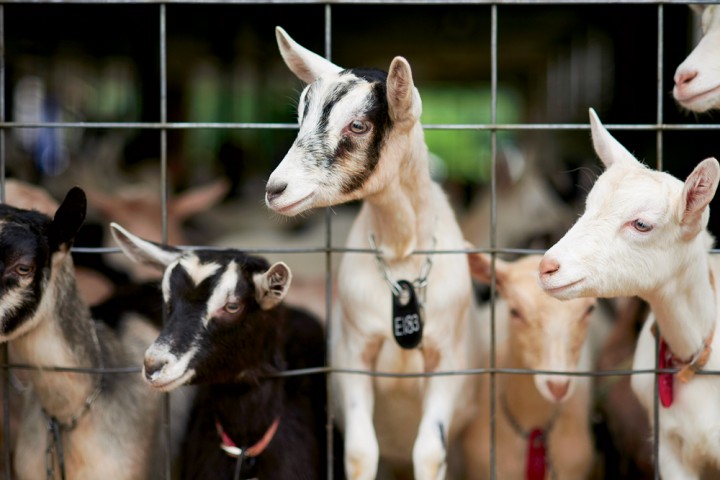 Sweet-faced, ever-curious goats check out the visitors at the Ayers Brook dairy in Randolph, Vermont. 
