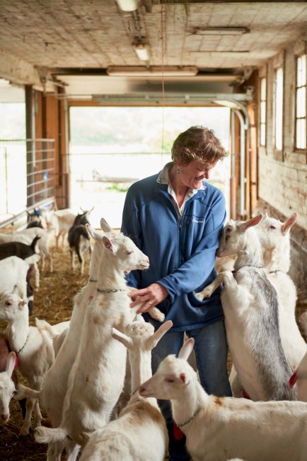 Allison Hooper’s goats gather around for a good scratch (and, hopefully, treats).