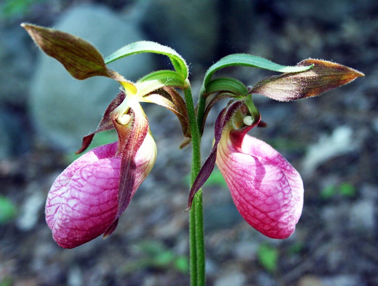 Is the Lady Slipper Flower Endangered 