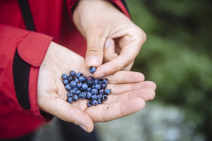 Fresh wild blueberries picked near Carter Notch Hut.