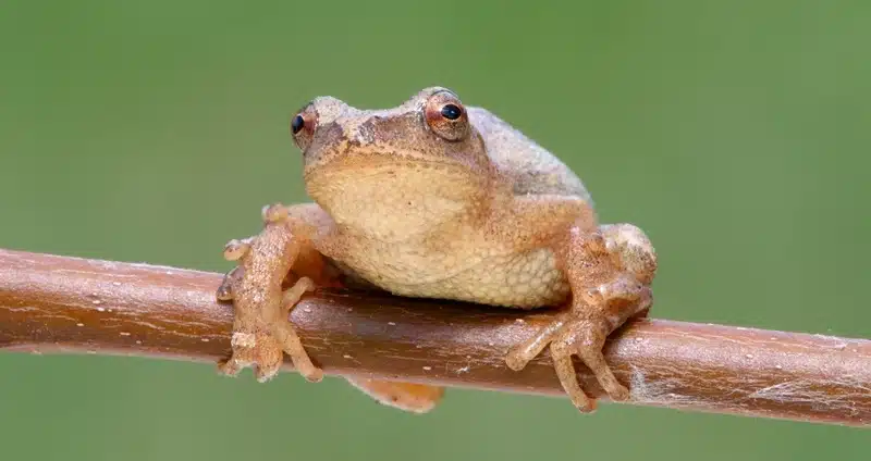 Close-up of a small brown frog perched on a thin branch against a green background.