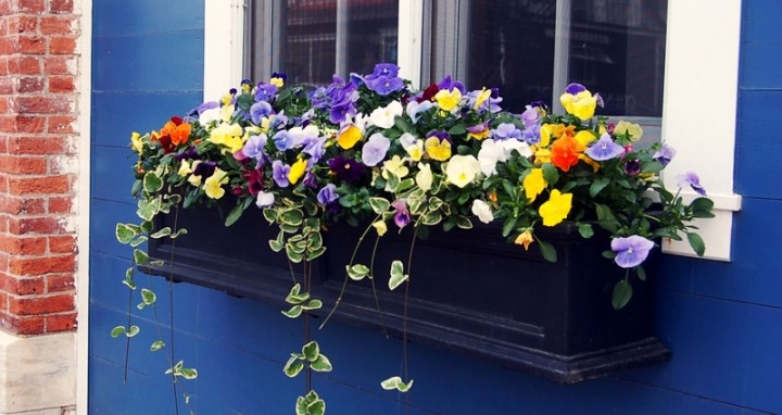 How to Have Beautiful Window Boxes Tips & Advice New