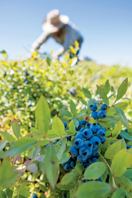 August is picking time in the barrens around Cherryfield, Maine. This harvest is destined for Wyman’s, the largest U.S. processor of wild blueberries.