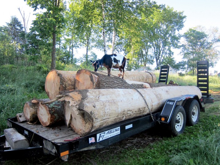 A curious—and nimble—goat investigates a load of stout logs destined for the Hewitts’ new farmstead.