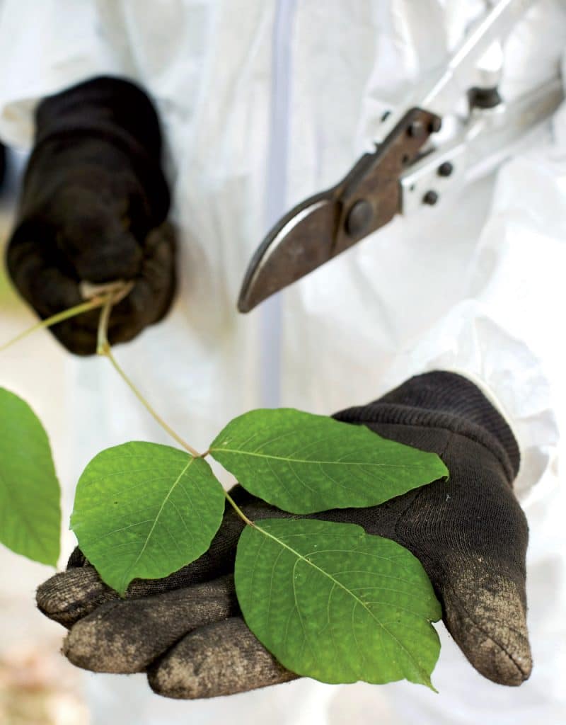 Poison Ivy Treatment and Poison Oak Remedies: What Really Works