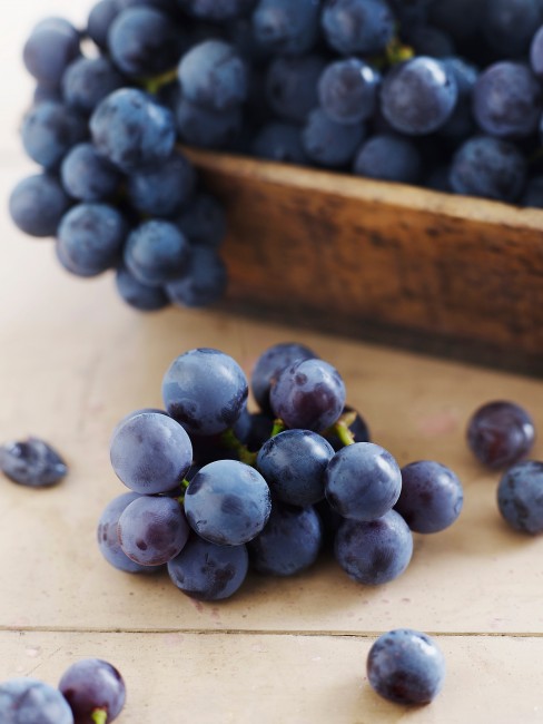 How to Plant Concord Grapes