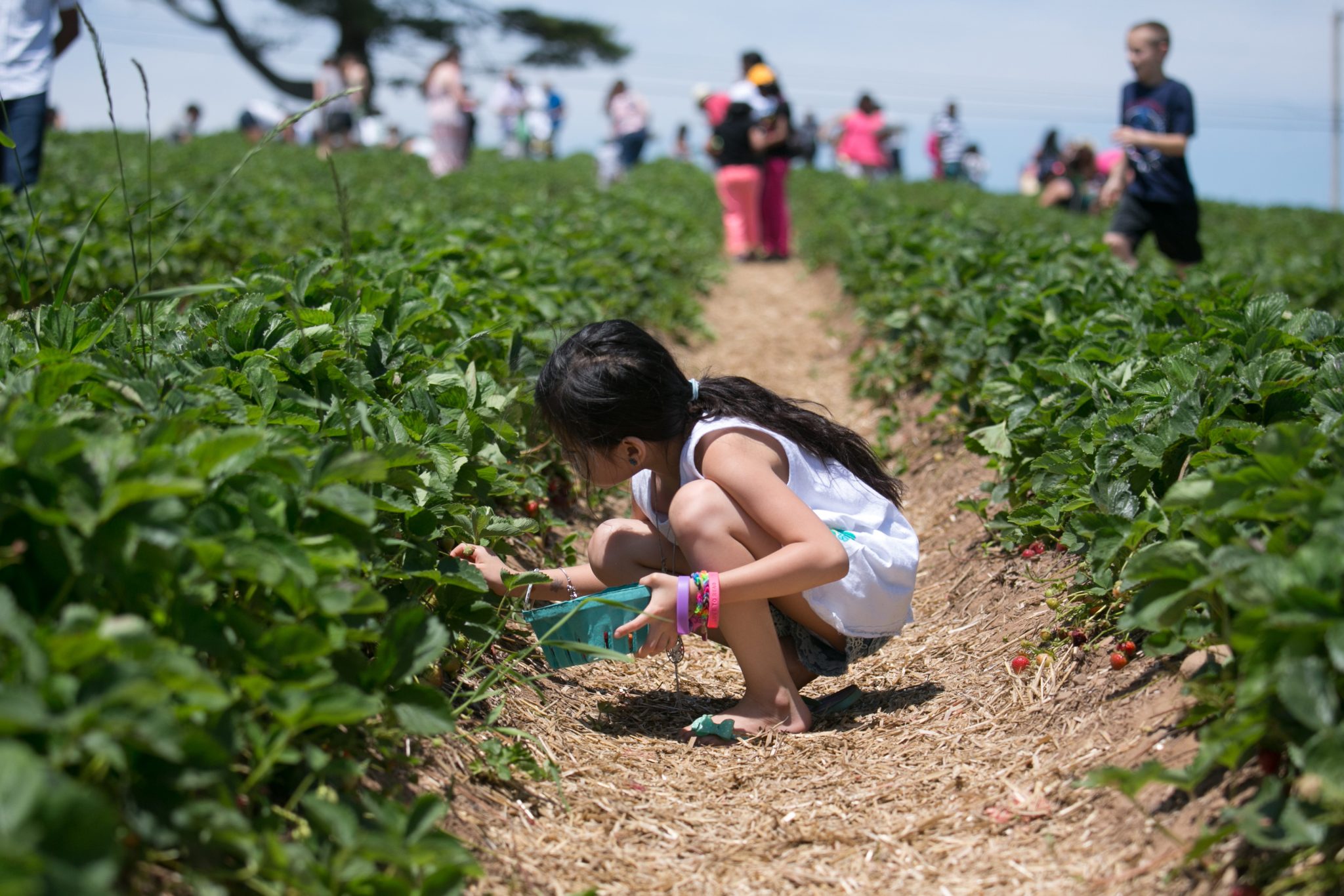 Best PYO Fruit Farm in Every New England State
