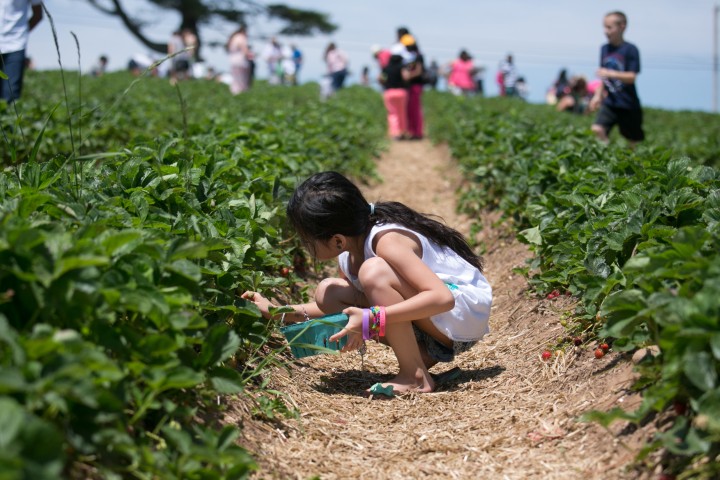 A young picker gets a jump on the season at Lyman Orchards in Middletown, Connecticut. 