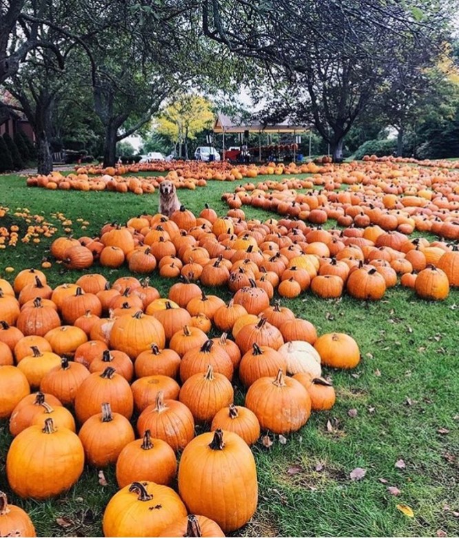 Pumpkins galore (and a cute dog) on a beautiful fall day in Barrington, Rhode Island. 