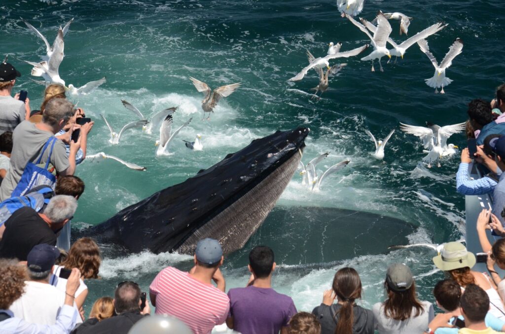 A group of people on boats observe and photograph a humpback whale surfacing near seagulls in the ocean.