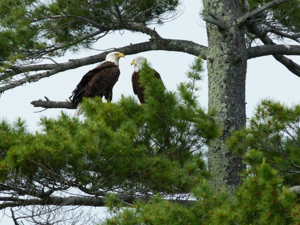 New England Wildlife Cruises. Two bald eagles are perched on branches of a pine tree, surrounded by green needles and tree trunks.