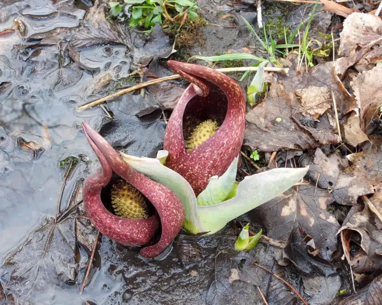 Two maroon, hooded skunk cabbage flowers growing in wet, muddy ground with dead leaves and green moss.