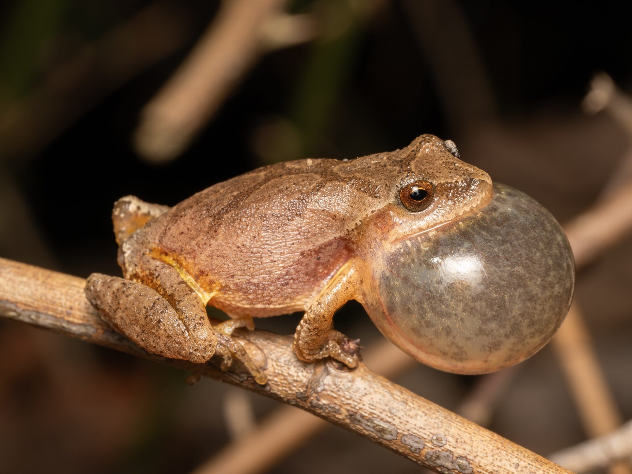 Ode to the Spring Peeper Frog | The Sound of Spring - New England