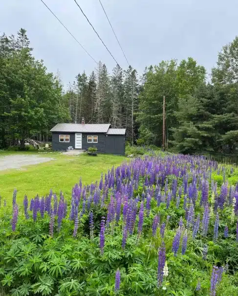 A small gray house stands by a field of blooming purple lupines, surrounded by green trees on a cloudy day.