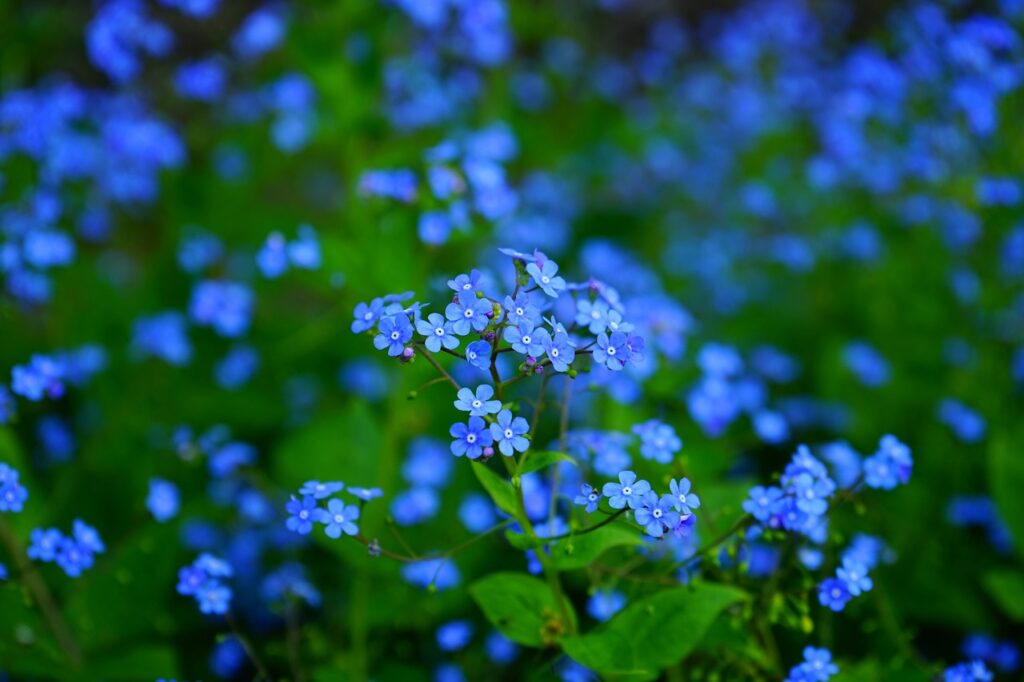 Close-up of a cluster of small, bright blue flowers with green leaves in the background.