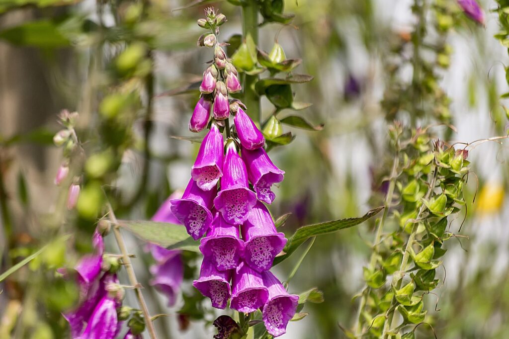 Close-up of a cluster of purple foxglove flowers with bell-shaped blooms and green foliage in the background.