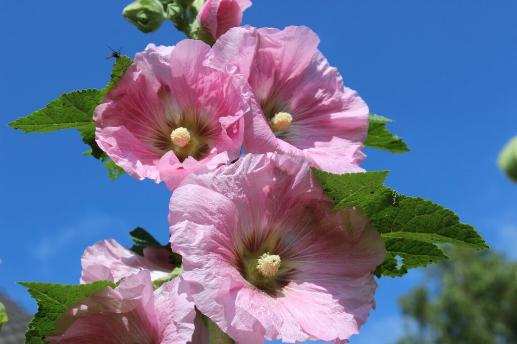 Three large pink hollyhock flowers with green leaves against a clear blue sky, with a small insect visible on a leaf.