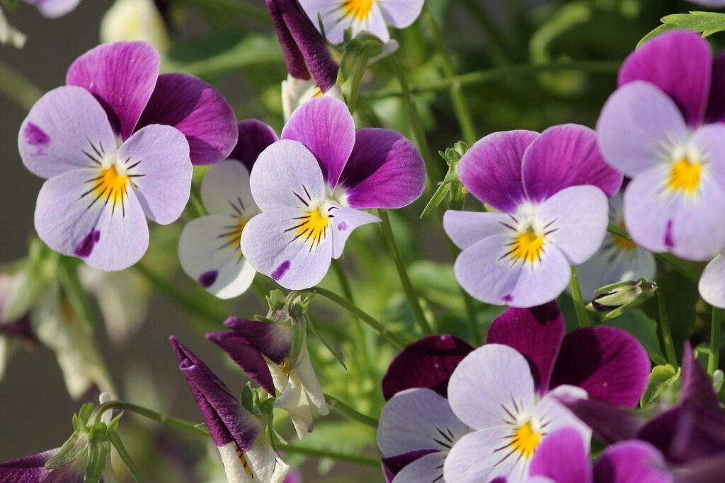 Close-up of several purple and white pansy flowers with green stems and leaves in the background.