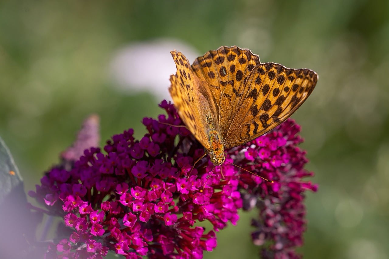 10 Best Plants That Attract Butterflies - New England