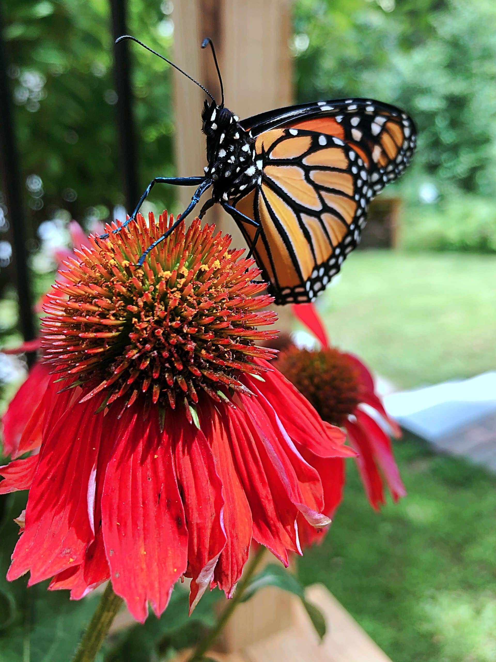 New England Plants That Attract Butterflies