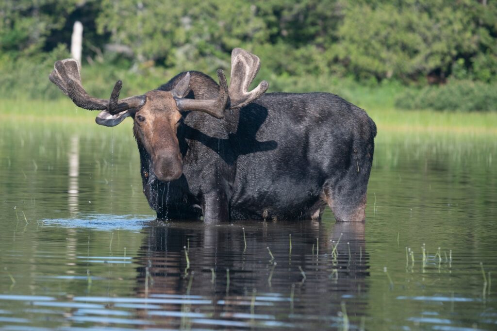 Moose-Watching Advice. A moose with large antlers stands in shallow water, surrounded by green trees and grass.