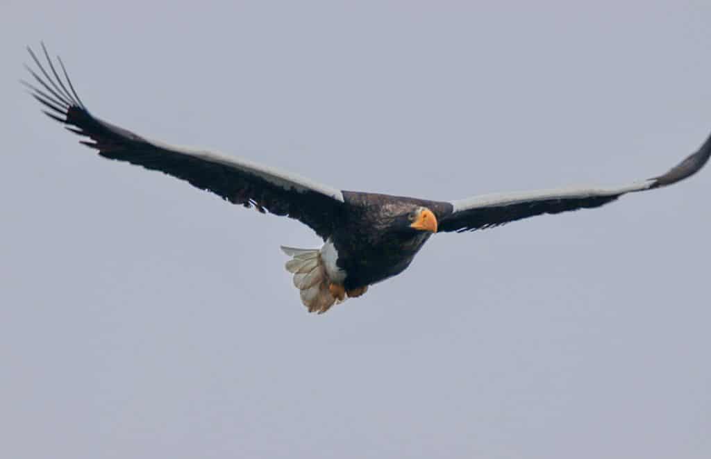 Steller's Sea Eagle in Flight in Midcoast Maine