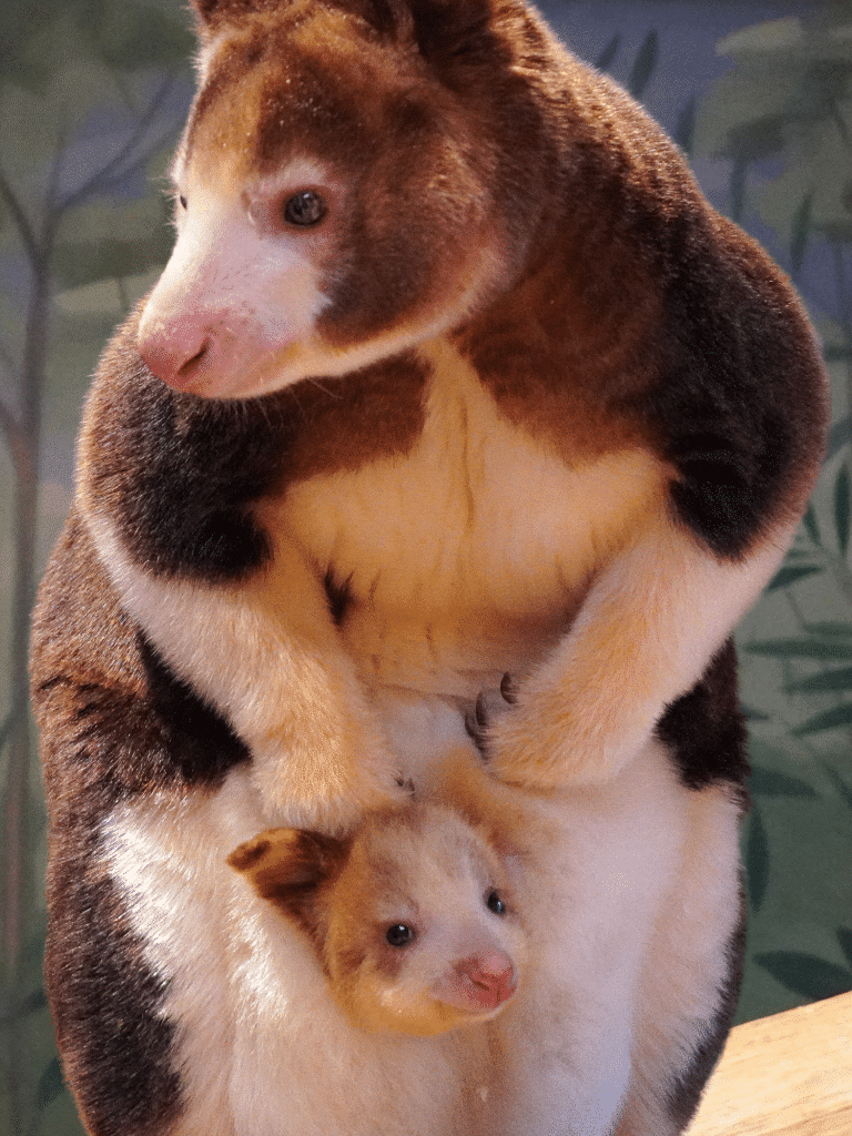 Matschie's Tree Kangaroo Mom and Baby in Pouch